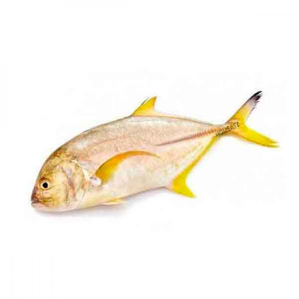 Fresh Malabar Trevally Fish - 1Kg (Approx)  Fresh Malabar Trevally Fish - 1Kg (Approx)