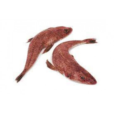 FLATHEAD FISH (VETTAN)