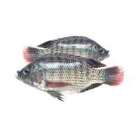 FRESH EGYPTIAN TILAPIA BIG - 1KG (APPROX) 