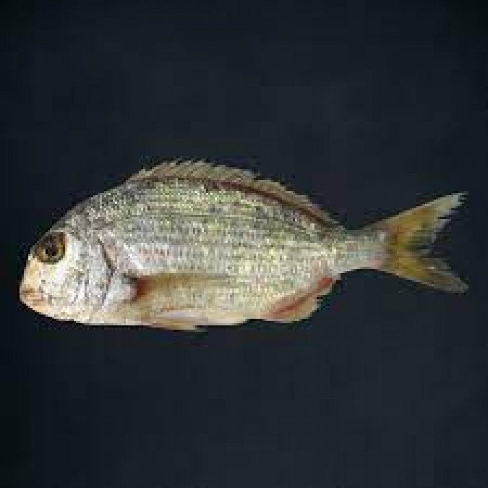 KURKUFAN SAUDI FISH KG