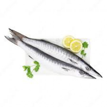 BARRACUDA FISH SMALL DOHA